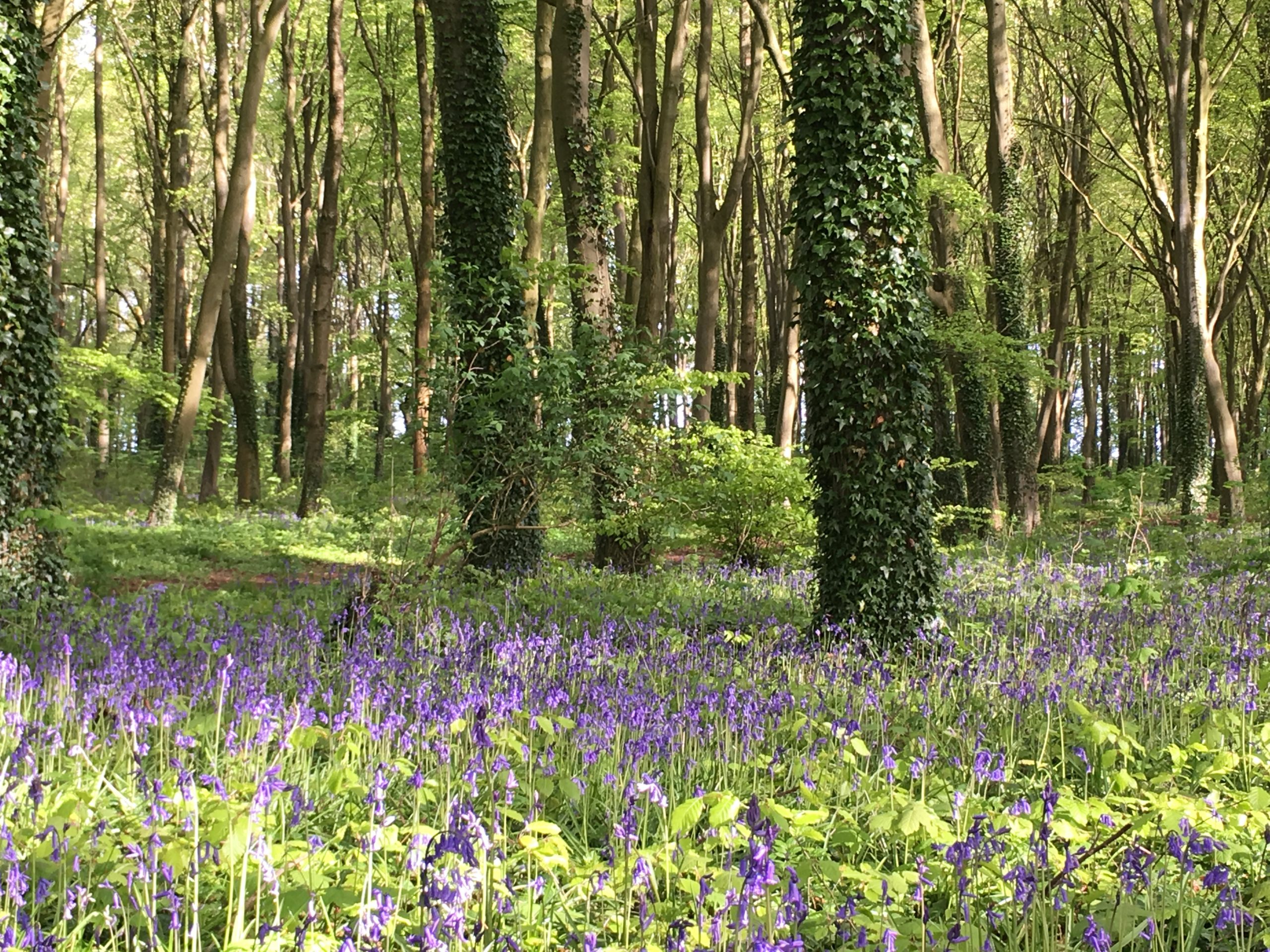 Enstone Parish Blue Bells - The Firs