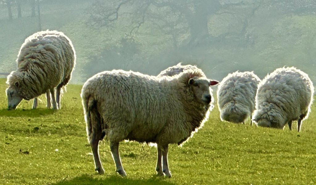 Sheep in Fulwell, Enstorne Parish