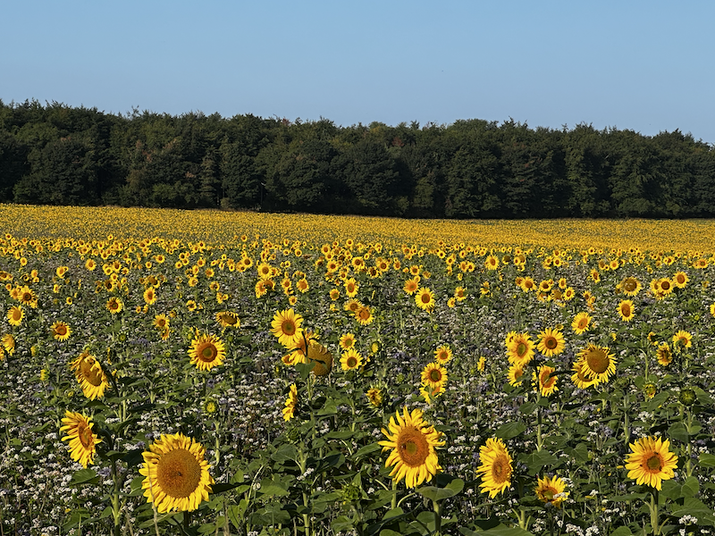 Sunflowers-Fulwell-Ditchley-Estate